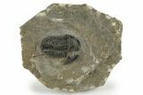Bargain, Detailed Gerastos Trilobite Fossil - Morocco #242726-1